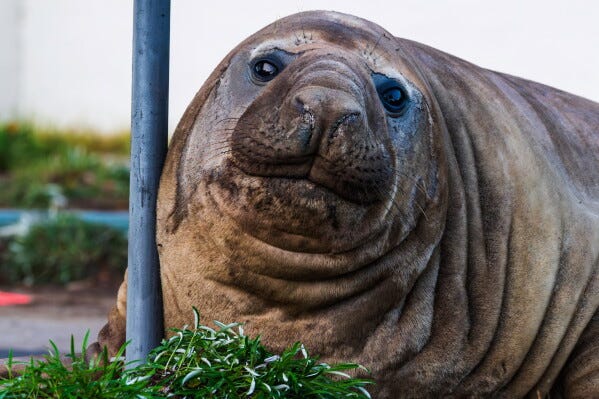In this photo provided by Sam Volker Photography, Neil the Seal, a 1,000 kg (2,200 pound) elephant seal, rests against a sign post as it moves through an area in Tasmania, Australia, on June 27, 2026. (Sam Volker Photography via AP) In this photo provided by Sam Volker Photography, Neil the Seal, a 1,000 kg (2,200 pound) elephant seal, rests against a sign post as it moves through an area in Tasmania, Australia, on June 27, 2026. (Sam Volker Photography via AP)