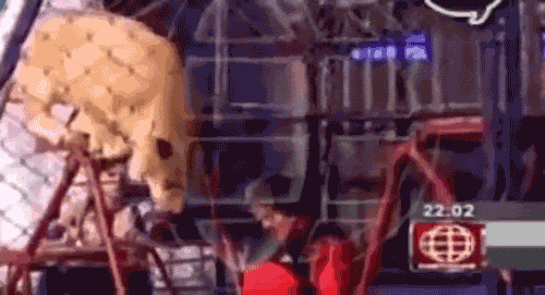 Circus Lion Attack