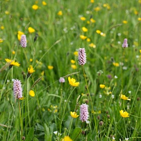 How to establish permanent wildflower plantings