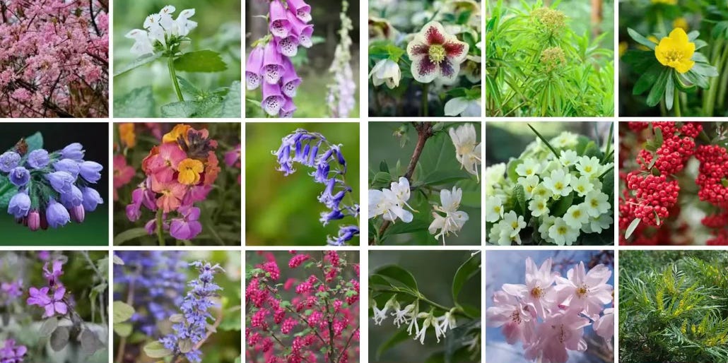 Grid of spring flowers in pink, purple, blue, and white, including blossom, foxgloves, pulmonaria, wallflowers, bluebells, and flowering shrubs.