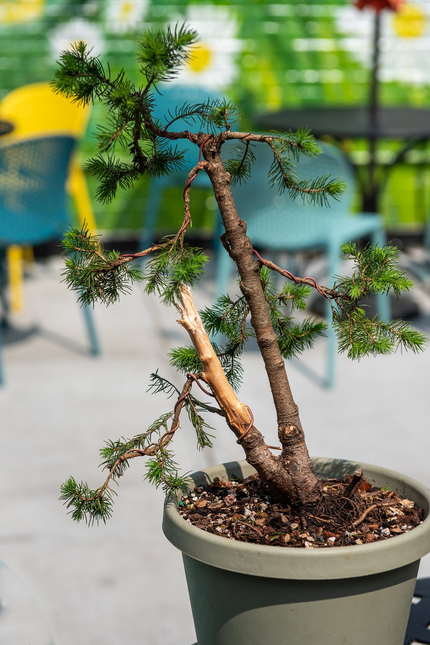 ID: Pruned and wired spruce with one trunk broken into a jin and many branches pruned away. The tree is also in a larger pot.