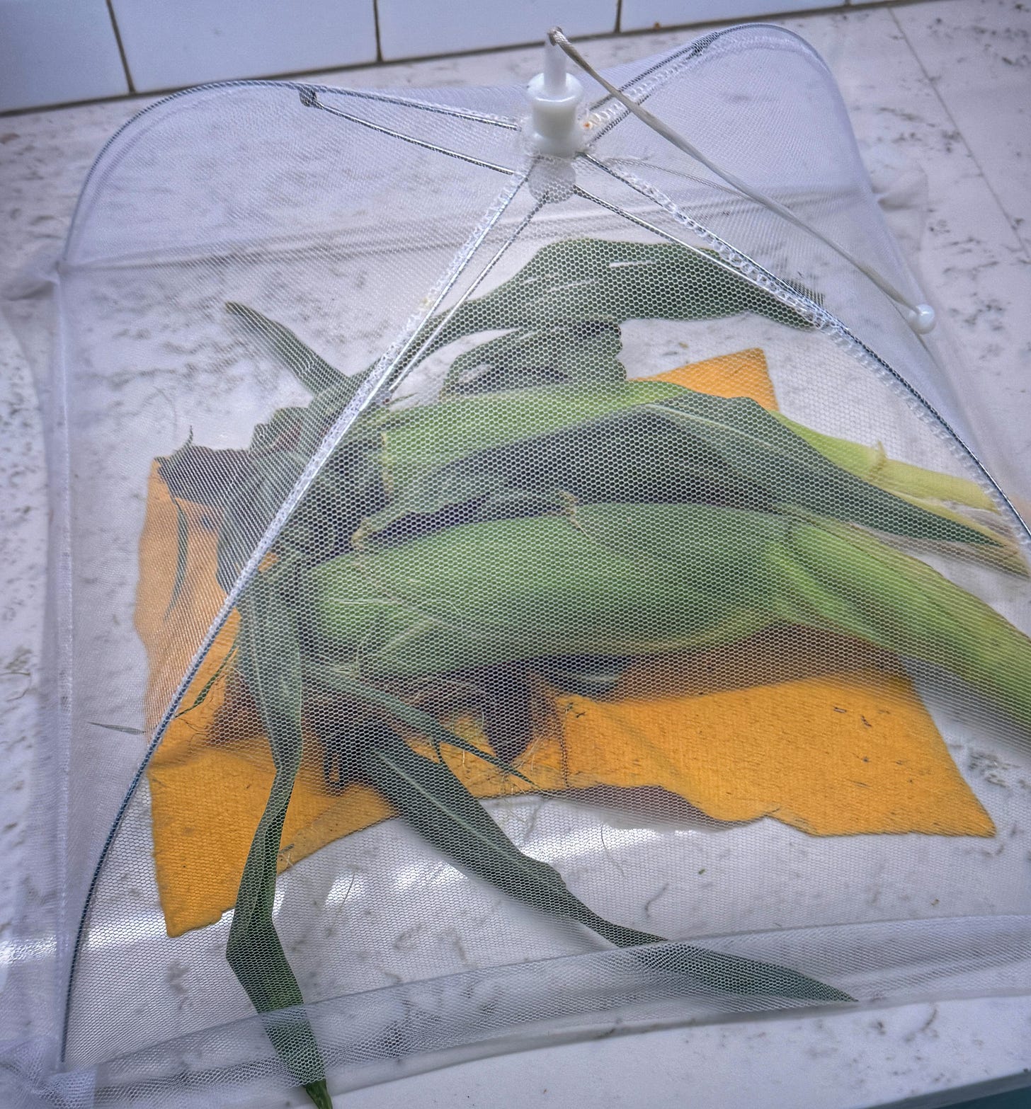 Two ears of corn on a kitchen counter covered by a small mesh tent usually used to keep flies off of food outdoors. Two ears of corn on a kitchen counter covered by a small mesh tent usually used to keep flies off of food outdoors.