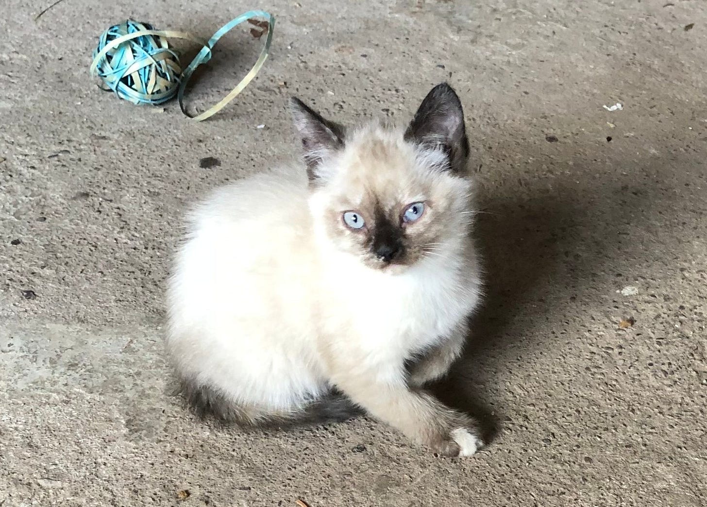 Baby kitten Skye poses for the camera with a curious expression as she’s poised on a concrete floor. Baby kitten Skye poses for the camera with a curious expression as she’s poised on a concrete floor.