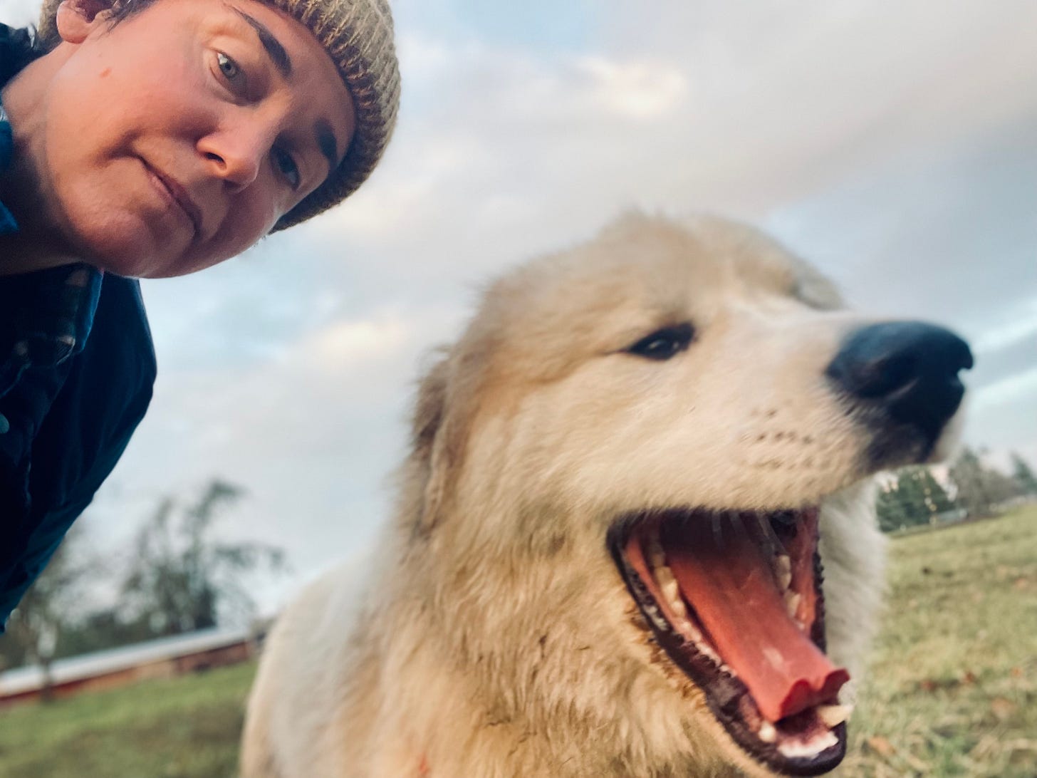 big white dog yawning as a person looks at the camera
