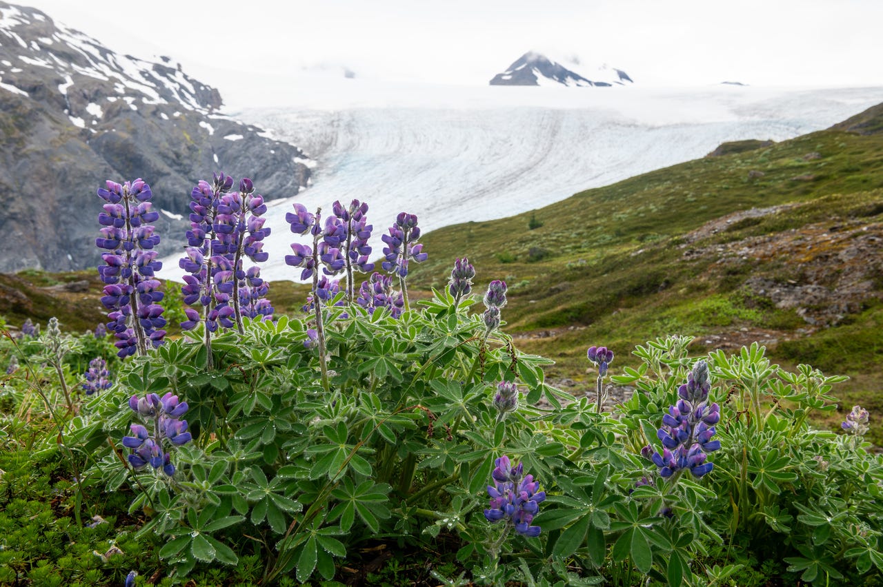 Clusters of purple-blue Nootka lupine (Lupinus nootkatensis) in the foreground of a meadow above Exit Glacier along the Harding Icefield Trail. The plants have tall flower spikes and broad green leaves, with droplets of water on the foliage. Behind them, the sweeping white ice of Exit Glacier flows down between rocky, snow-dusted ridges under an overcast sky.