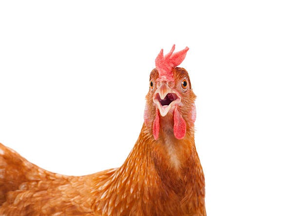 40+ Chicken Hen Shock And Funny Surprising Stock Photos ...