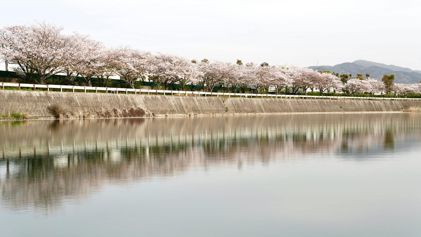 Cherry blossom trees line a concrete canal in Japan, their pink blooms reflected in still water with mountains in the distance. Cherry blossom trees line a concrete canal in Japan, their pink blooms reflected in still water with mountains in the distance.