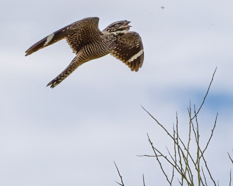 20260615-mby-315-Edit.jpg