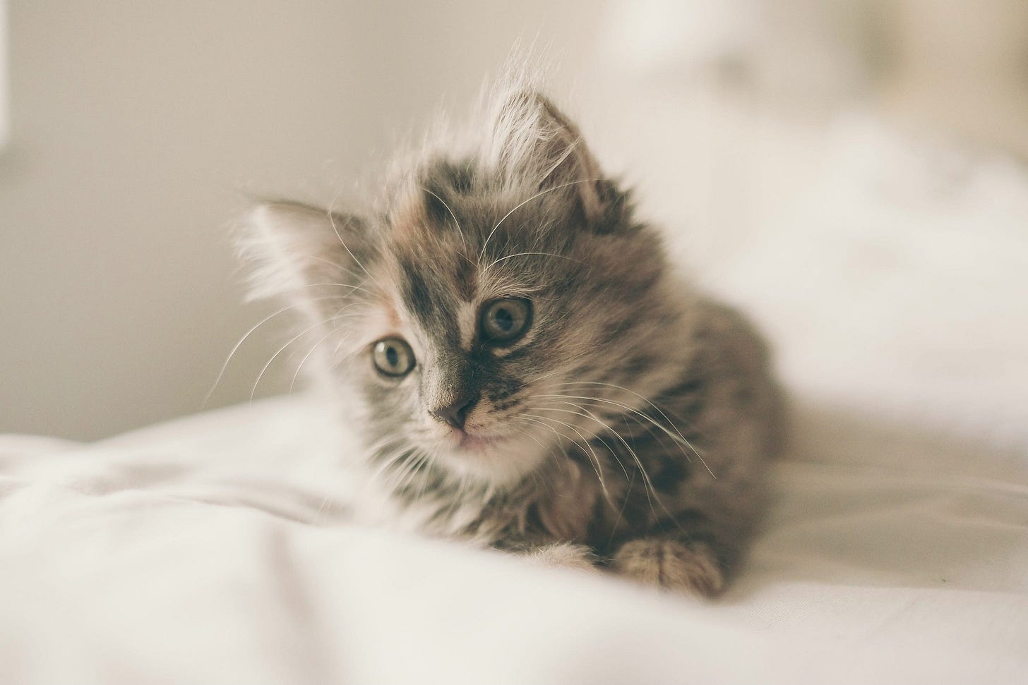 A fluffy kitten on a bed A fluffy kitten on a bed