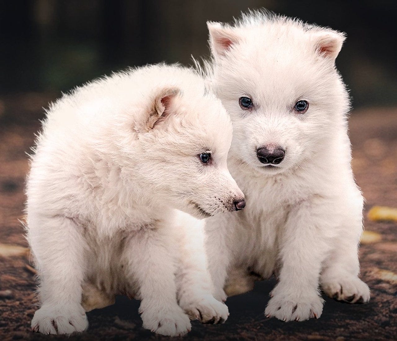 Дитинчата жахливого вовка Рем і Ромул у віці 2 місяців. Colossal Biosciences