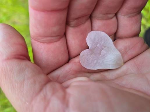 A hand holding a flower petal

AI-generated content may be incorrect.
