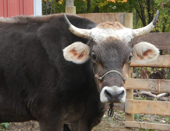Elmer and Boris, Brown Swiss oxen