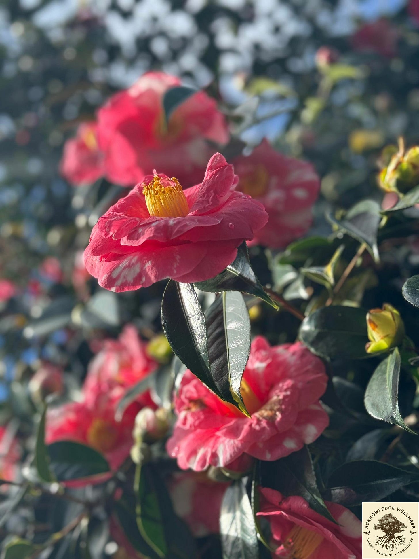 Photo of a pink flowering tree