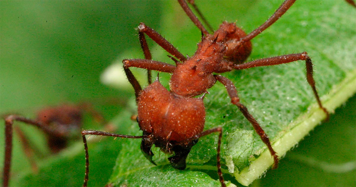 De perto, se enxerga uma formiga cortando uma folha com a sua boca. De perto, se enxerga uma formiga cortando uma folha com a sua boca.