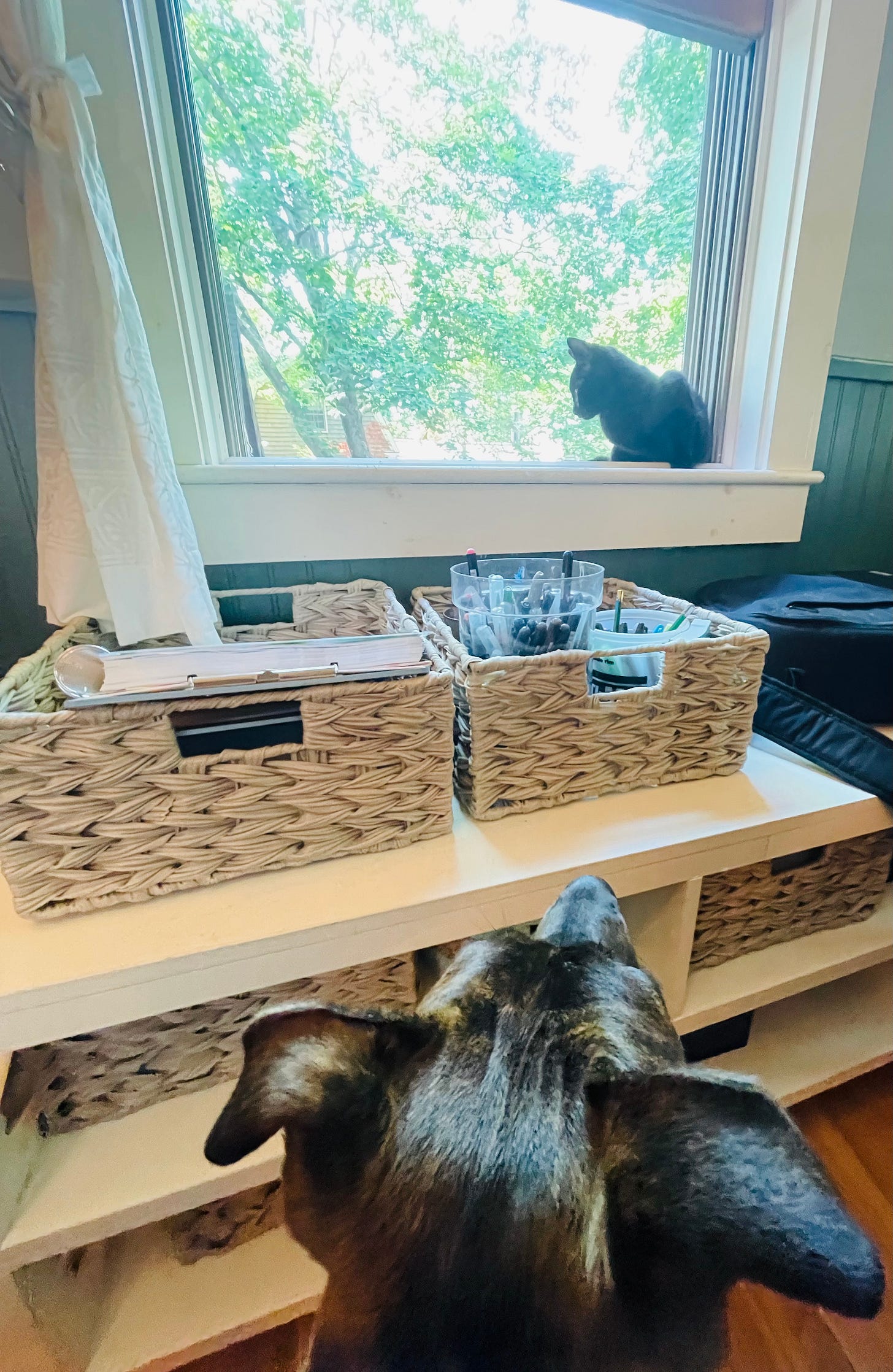 Kitten in a window sill looking out while a puppy watches