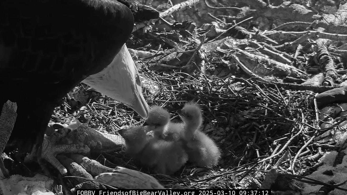 Jackie with three chicks, one of whom unfortunately passed away