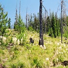 Learning to live with silence