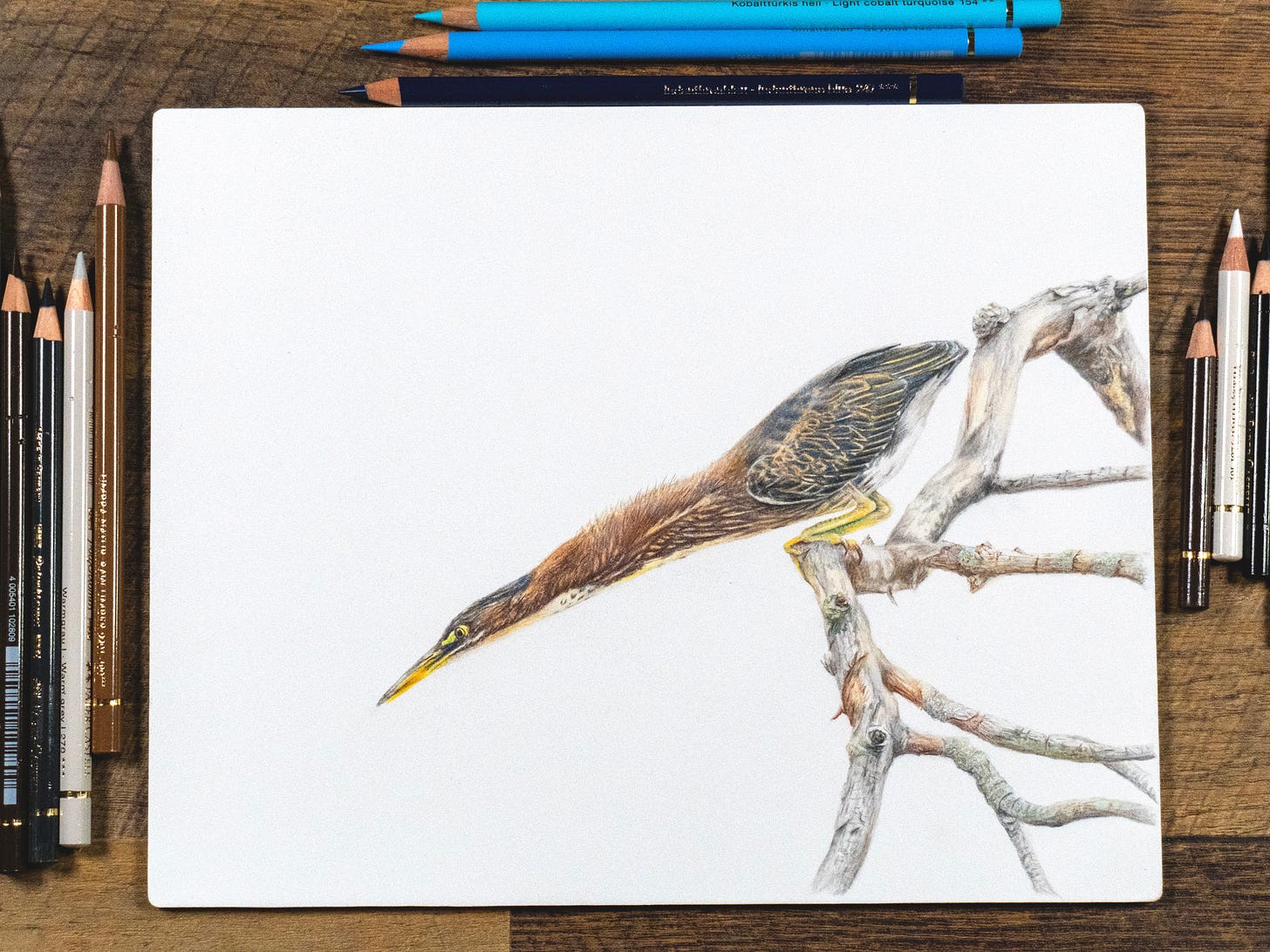 A drawing of a green heron with its neck fully extended on a desk surrounded by pencils