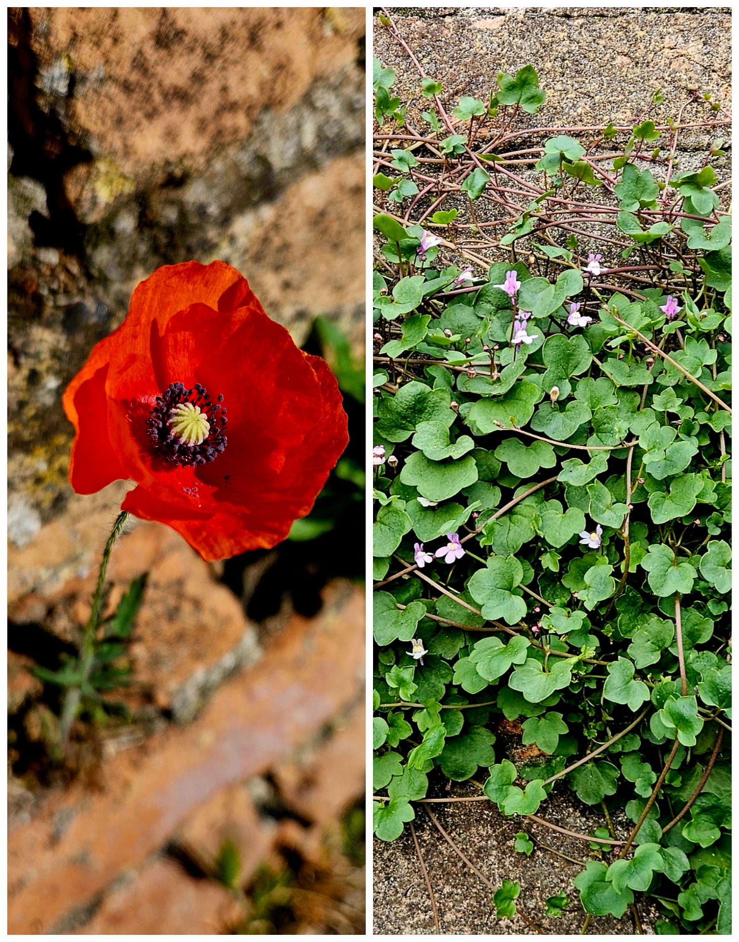 Photos of two plants growing on a wall, a corn poppy, and an ivy-leaved toadflax