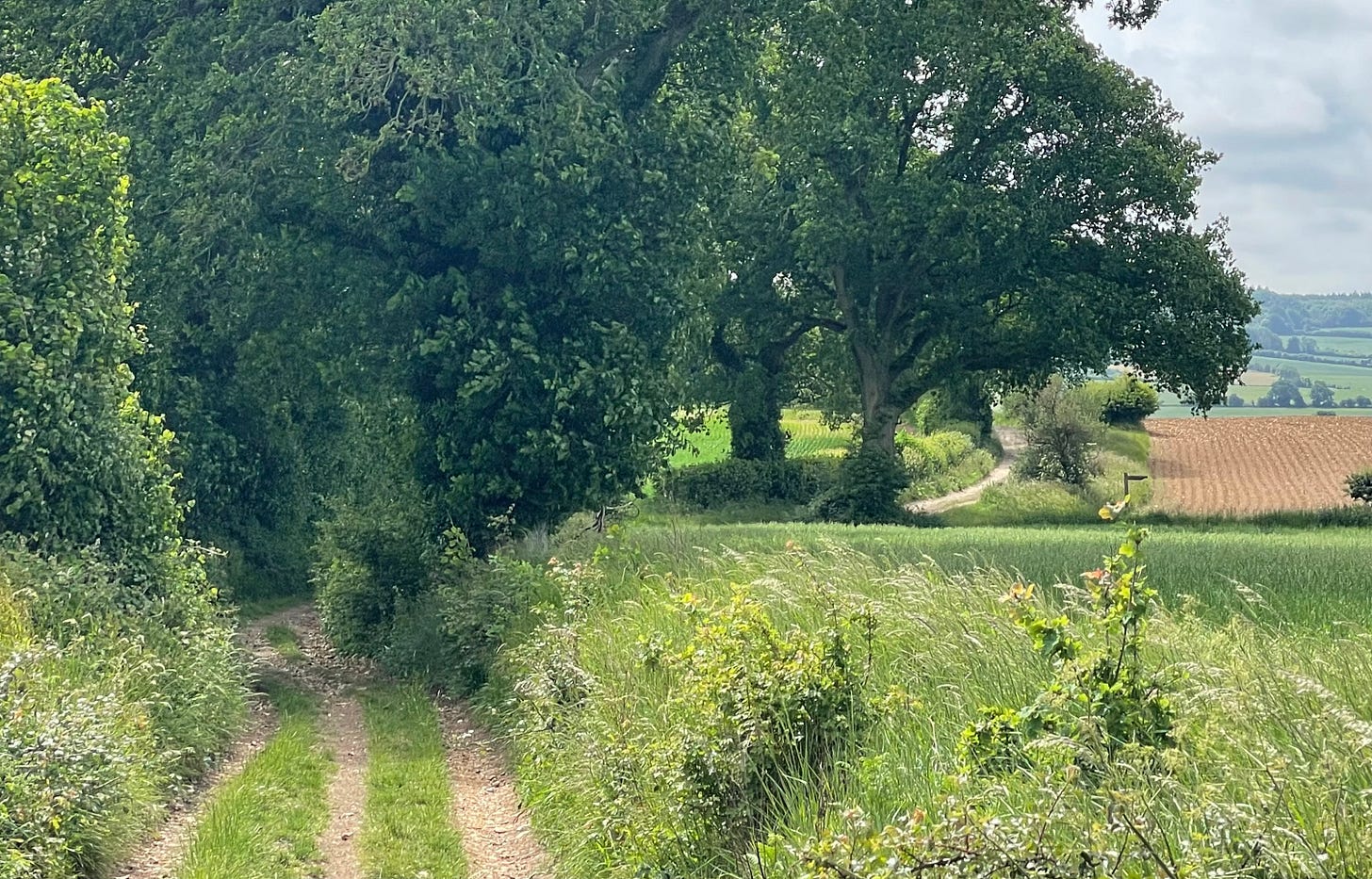 The shady lane into Preston Candover in Hampshire