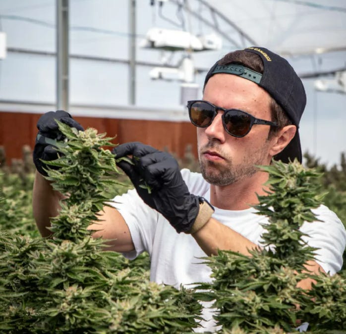 Cannabis Hoje #91 ☘️ A nova fase da cannabis