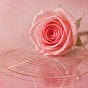 SonarRose🌹's avatar