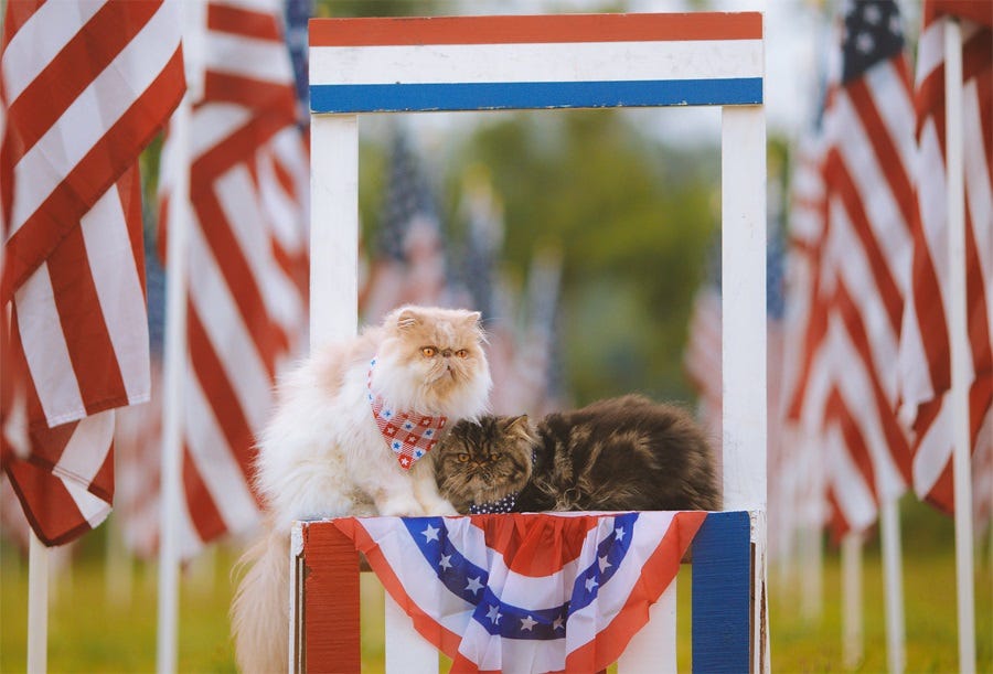 Two floofy Persian cats, one white and tan with a red bandanna around its neck, the other black, brown, and grey, wearing a blue star-spangled bowtie, sit on a wooden crate painted with red, white, and blue stripes like a voting booth. Festive bunting hangs from the booth, which is flanked on either side by full-sized US flags. Neither cat looks particularly happy, especially the white and tan one, whose piercing yellow eyes stare off to one side. Two floofy Persian cats, one white and tan with a red bandanna around its neck, the other black, brown, and grey, wearing a blue star-spangled bowtie, sit on a wooden crate painted with red, white, and blue stripes like a voting booth. Festive bunting hangs from the booth, which is flanked on either side by full-sized US flags. Neither cat looks particularly happy, especially the white and tan one, whose piercing yellow eyes stare off to one side.