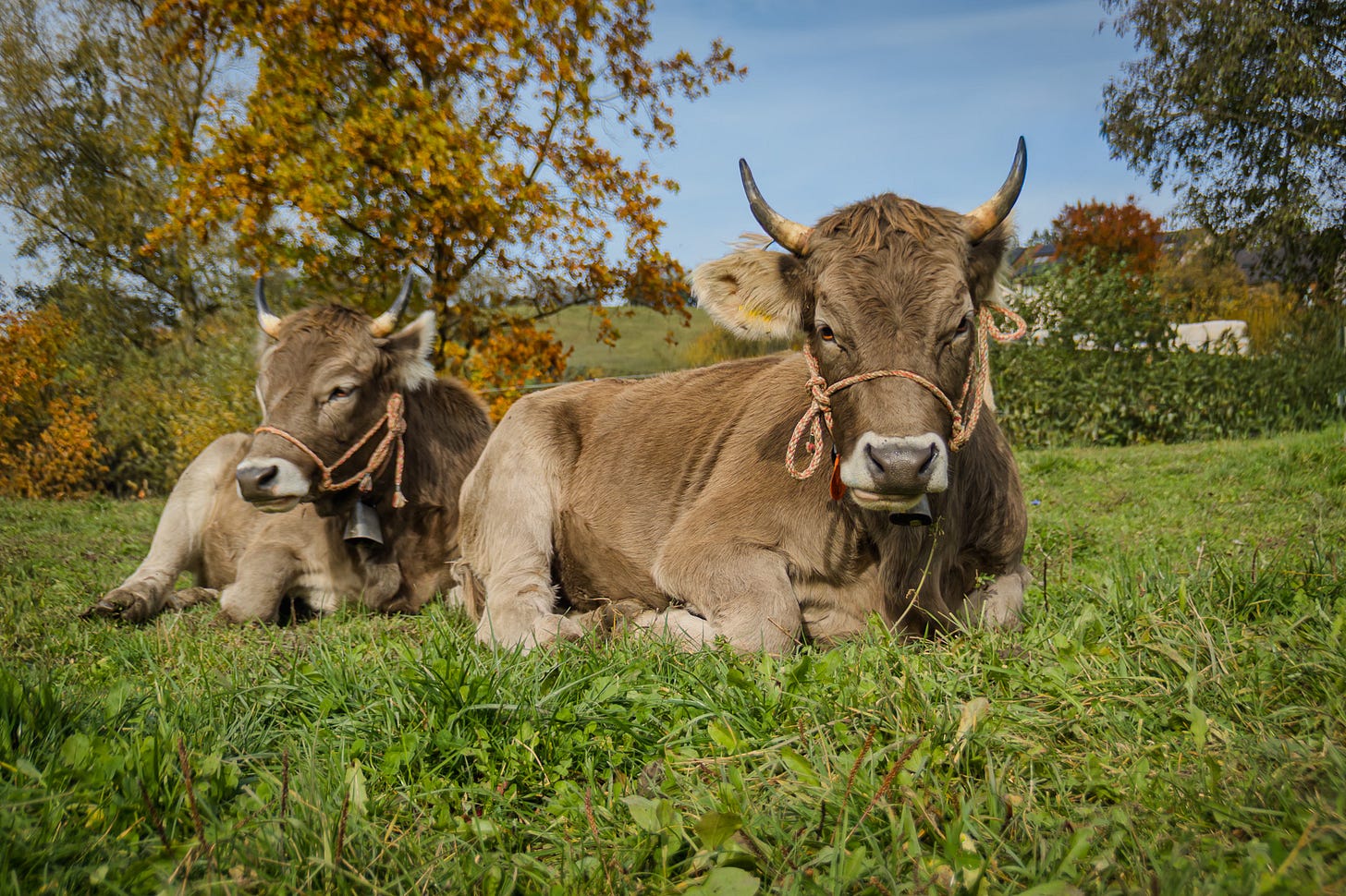 Zwei Original-Braunvieh-Kühe liegen auf einer herbstlichen Weide im Gras. Im Hintergrund stehen Bäume mit gelb-orange verfärbten Blättern unter blauem Himmel. Beide Kühe tragen Halfter und Glocken und ruhen friedlich in der Sonne.