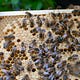 The Church Bees