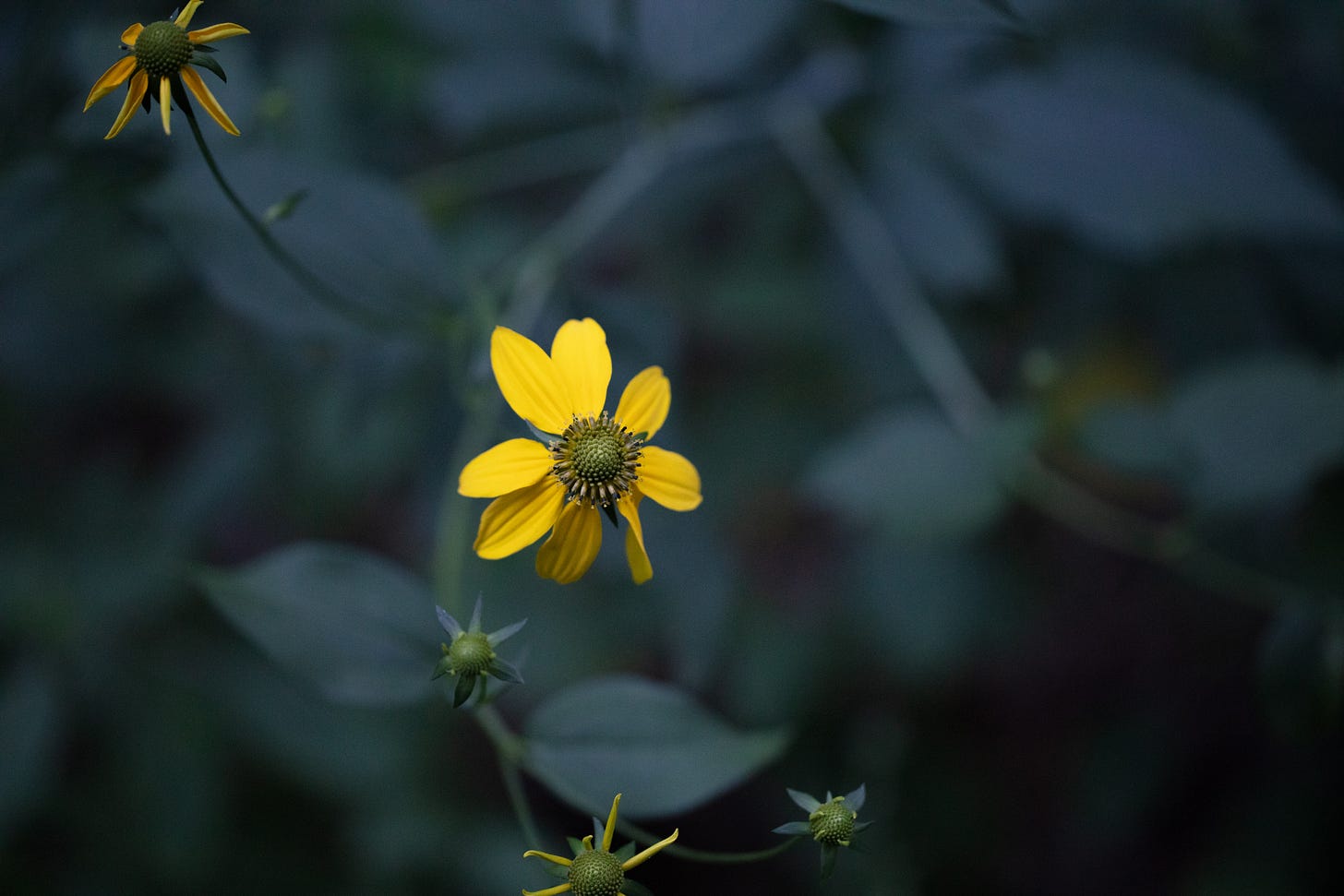 A yellow daisy-like flower head, glowing against a blakcground of dark green leaves and black shadows