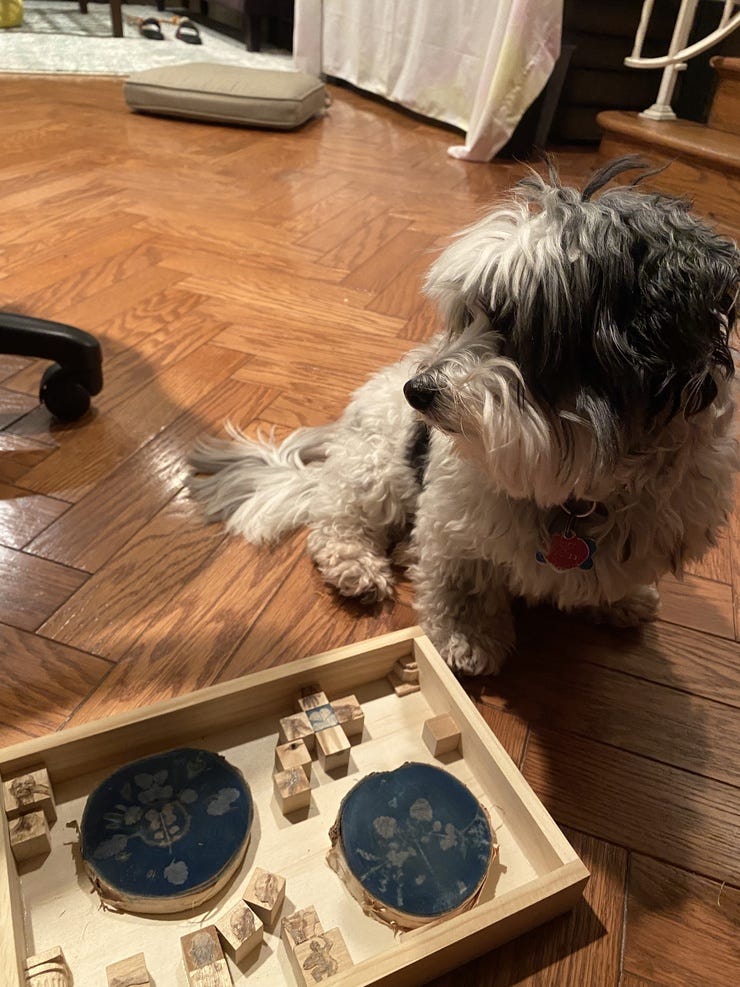 my dog is unfazed by the beauties of aesthetic innovations. he remains nonchalant in the eyes of creation. :( my dog is unfazed by the beauties of aesthetic innovations. he remains nonchalant in the eyes of creation. :(