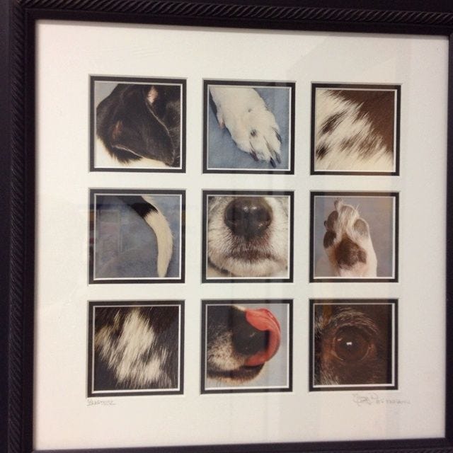 This may contain: a black and white frame with nine different pictures of dogs on it's sides