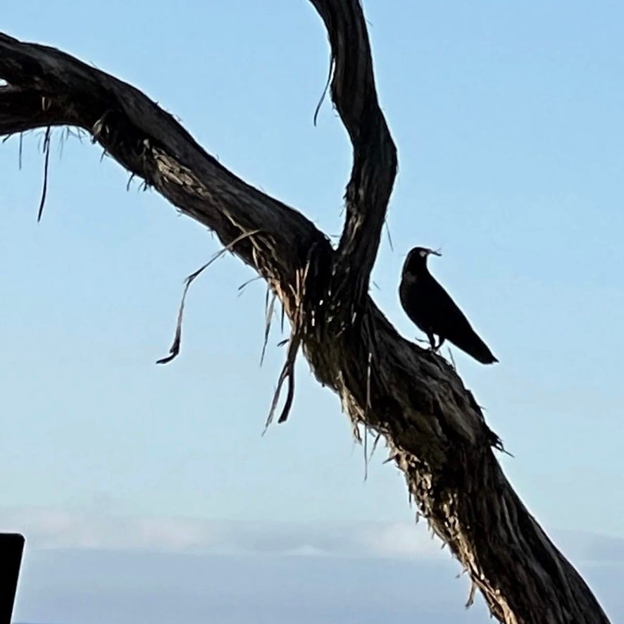 Bittersweet Crow. Copyrighted by Mark Tulin.