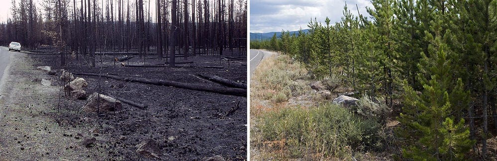 Regeneration after 1988 Yellowstone fire
