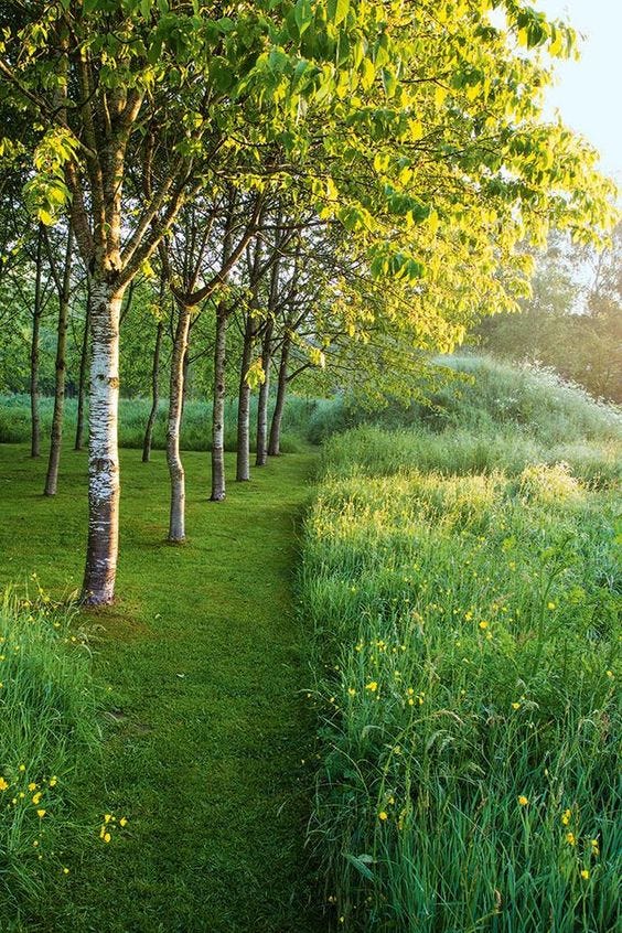 mown meadow