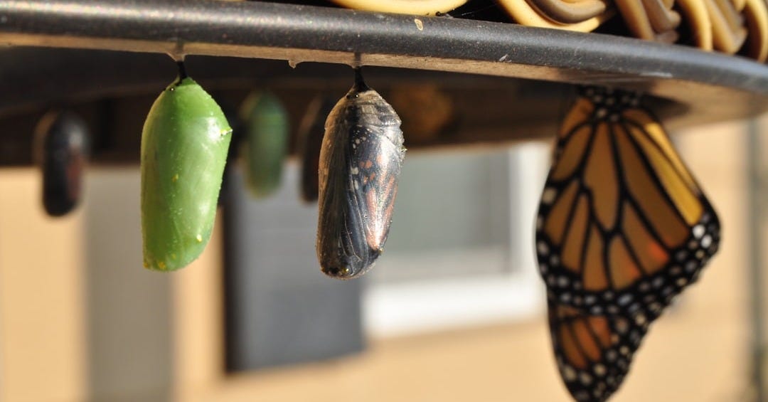 three pupas three pupas