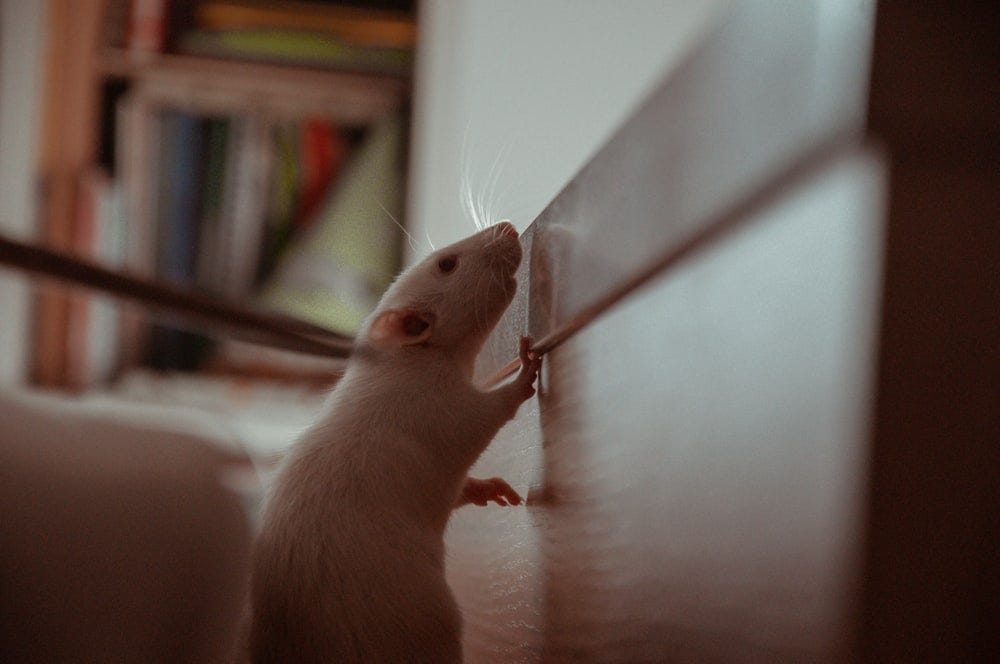 white mouse on white table white mouse on white table