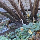 Hope in the Form of a Heronry