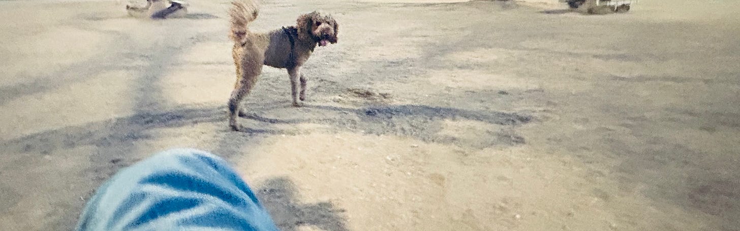 Bee, a golden doodle, looks back at his owner in the empty dog park