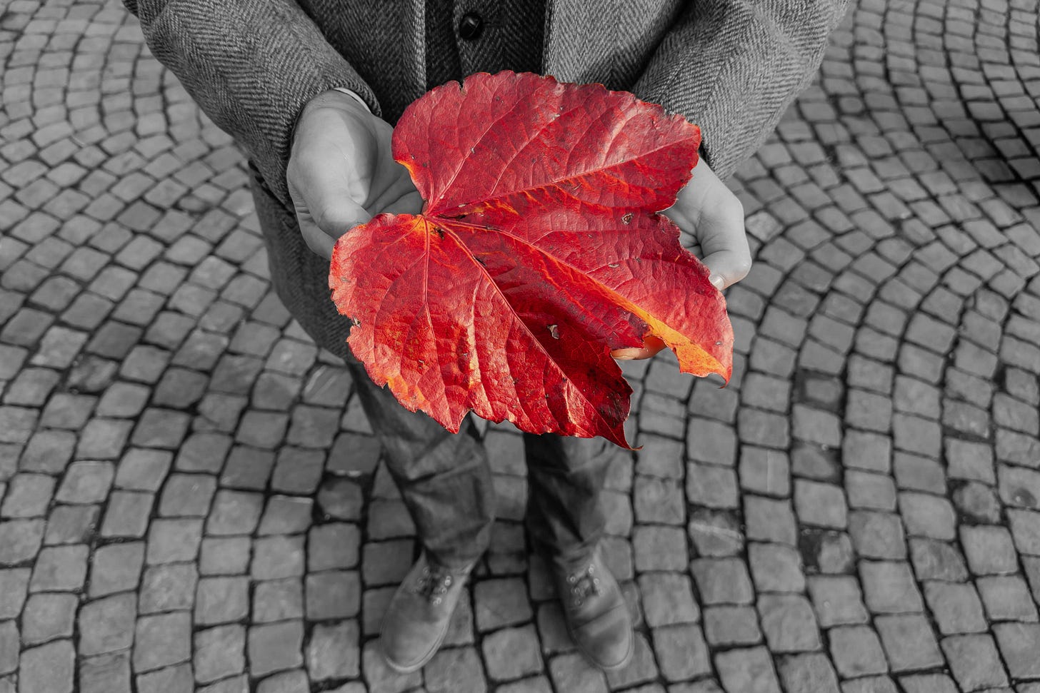 Martin Grassberger hält ein grosses, leuchtend rotes Rebenblatt in den Händen. Das Blatt ist farbig hervorgehoben, während der Hintergrund mit Kopfsteinpflaster und Kleidung in Schwarz-Weiss gehalten ist. Martin Grassberger hält ein grosses, leuchtend rotes Rebenblatt in den Händen. Das Blatt ist farbig hervorgehoben, während der Hintergrund mit Kopfsteinpflaster und Kleidung in Schwarz-Weiss gehalten ist.
