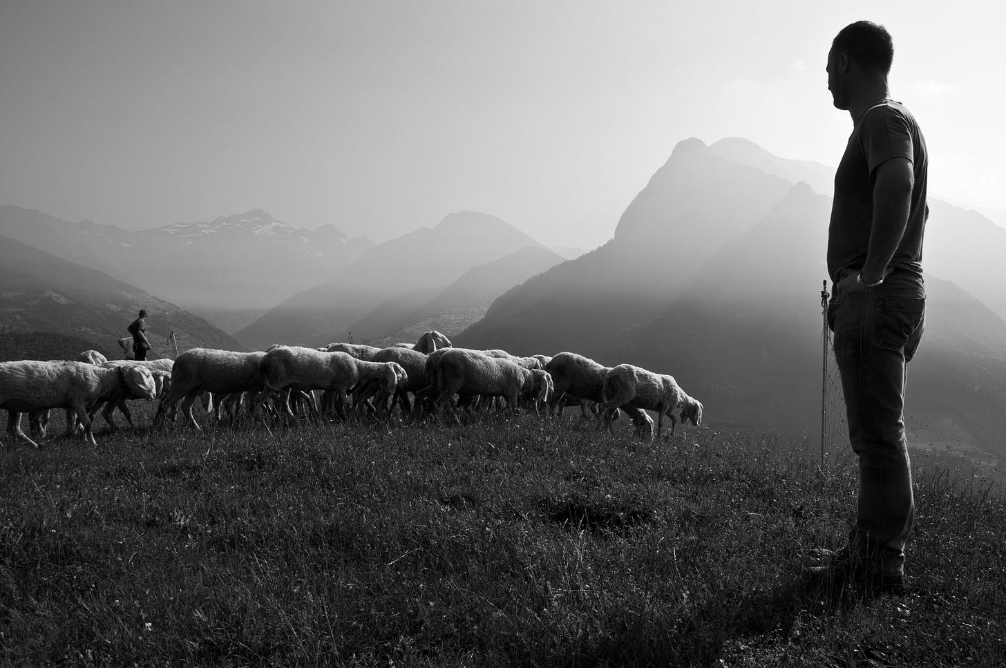 shepard, servant leadership, servant leader shepard, servant leadership, servant leader