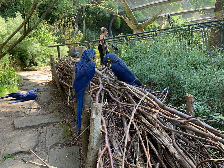 Wuppertal zoo flamingos and blue macaws