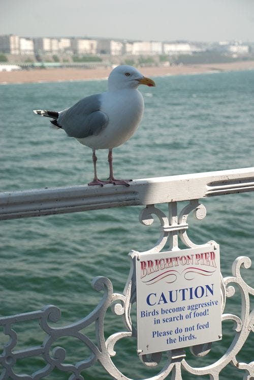 Seagull sitting on a Brighton Pier bannister. A sign visible from the bannister says "Caution! Birds become aggressive in search of food! Please do not feed the birds."