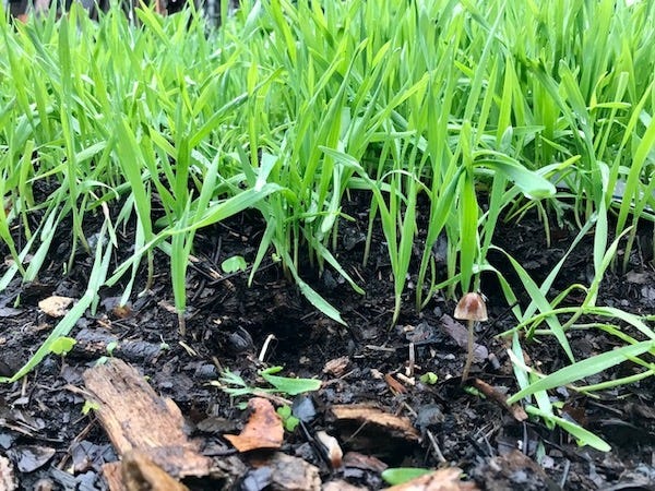 Healthy grass growing in damp soil