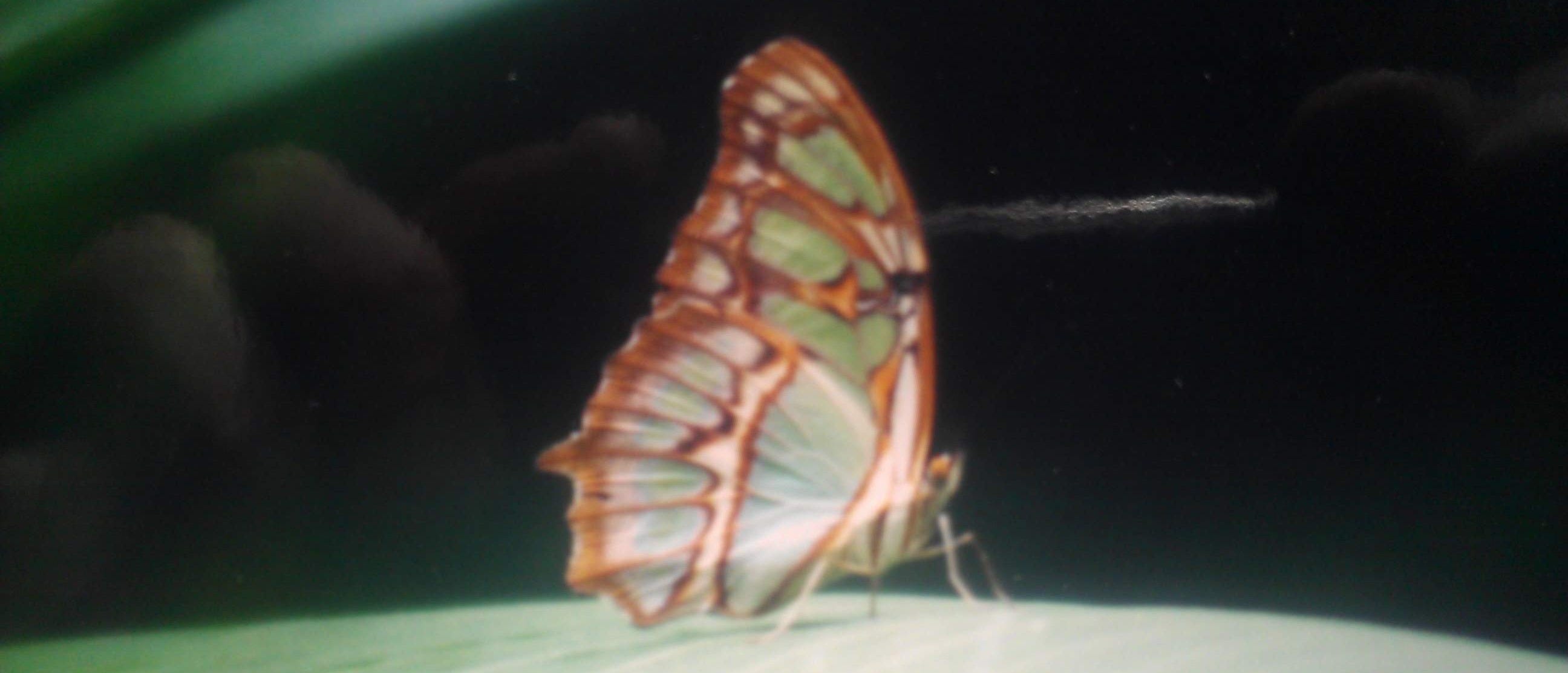 Butterfly Safari