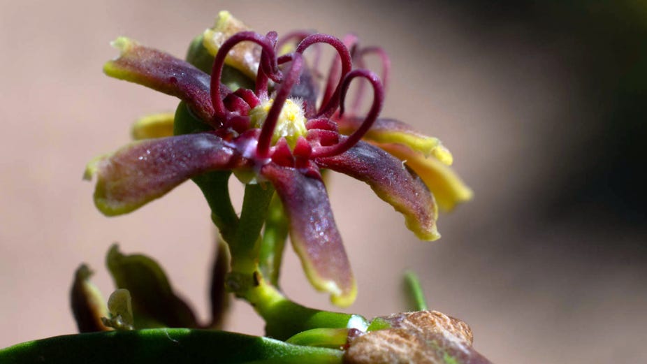 A flower with purple and yellow petals A flower with purple and yellow petals