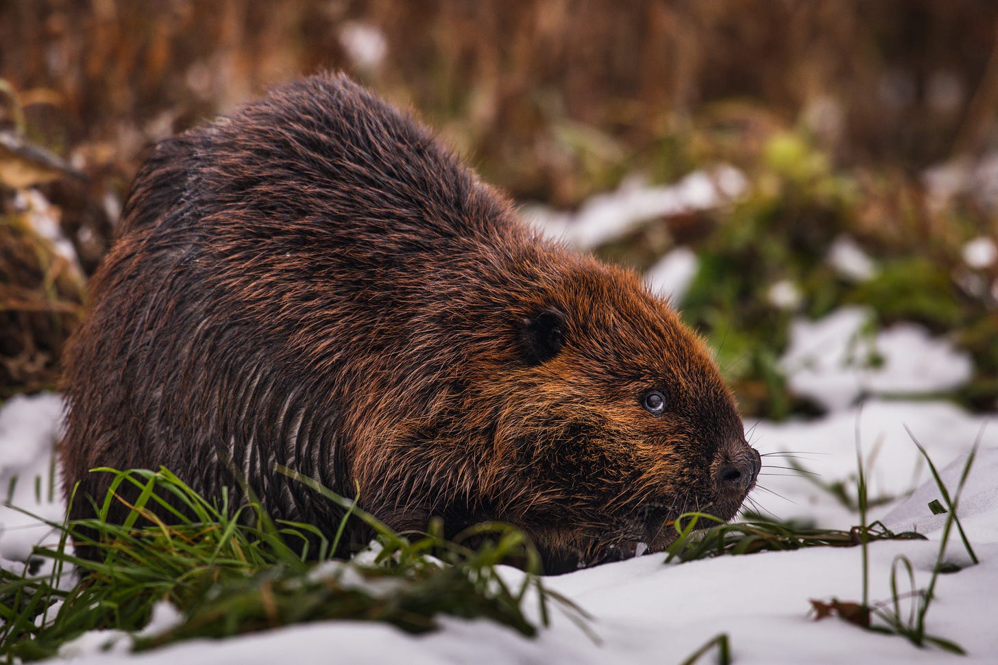 A beaver giving the camera the side eye A beaver giving the camera the side eye