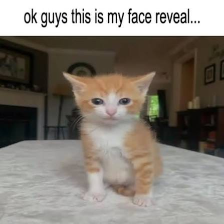 Time has come - - Follow @catto.strophic The Best Catposting Credit: - __ Tags: #cat #cats #meme #memes #funny #lmao #lol #shitpost #shitposting #catshitpost #catshitposting #chonky #dailycats #catto #catmemes #sadcat #animalmemes #funnycats # Time has come - - Follow @catto.strophic The Best Catposting Credit: - __ Tags: #cat #cats #meme #memes #funny #lmao #lol #shitpost #shitposting #catshitpost #catshitposting #chonky #dailycats #catto #catmemes #sadcat #animalmemes #funnycats #