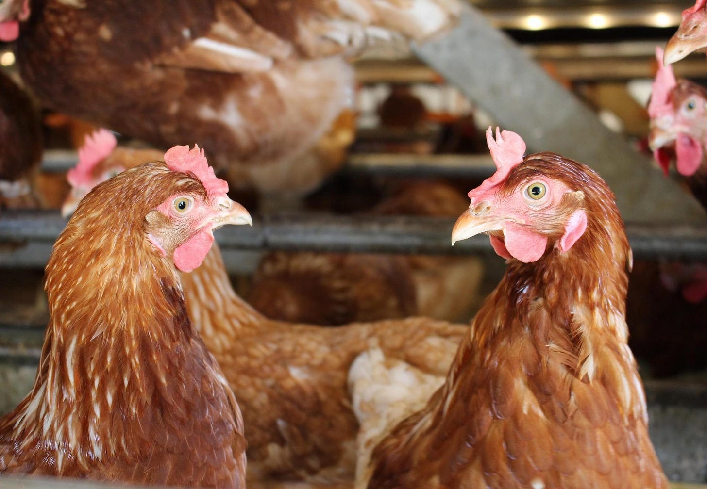 Laying Hens - FOUR PAWS in US - Global Animal Protection Organization