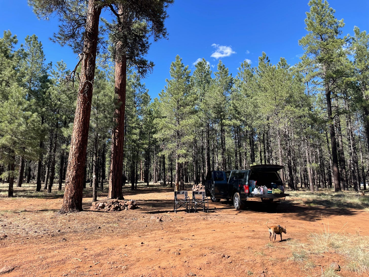a forest with a truck under the canopy, two lawn chairs and a small dog